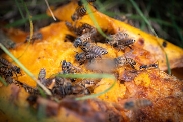 Bees Feeding on Rotten Fruit in Nature
