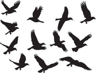 Obraz premium silhouettes of birds