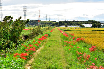 農道脇に鮮やかに紅くさく彼岸花