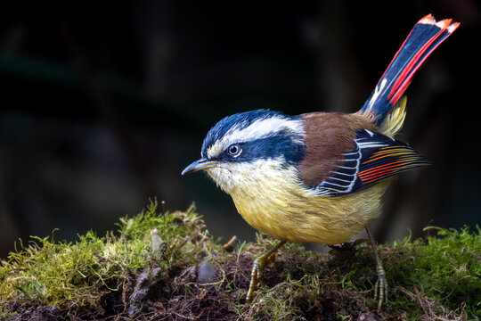 Red-tailed minla seating on a branch 