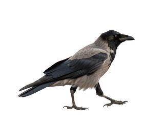 Fototapeta premium Side View Portrait of a Hooded Crow Isolated on transparent background, Isolated Png file, Cut-out, Isolate Png, No Background, Isolated object