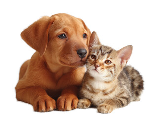Obraz premium [Transparent Background PNG]Puppy and Kitten Friendship