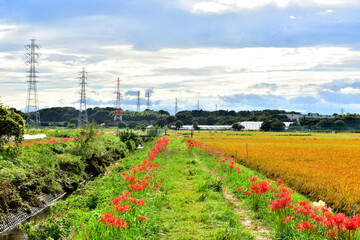 農道脇に鮮やかに紅くさく彼岸花