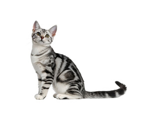 cat sitting side profile on white