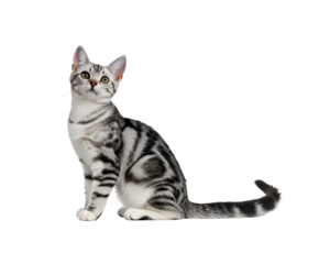 cat sitting side profile on white