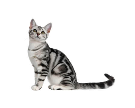 cat sitting side profile on white