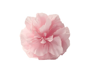 pink flower isolated png