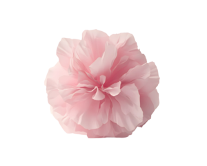 pink flower isolated png