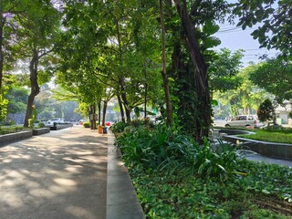 A shady outdoor green park with green trees and cool air in summer