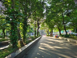 A shady outdoor green park with green trees and cool air in summer