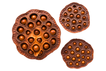 Three dried natural lotus seed pods of varying sizes isolated with transparent background