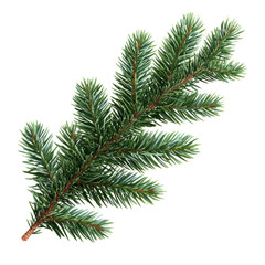 [Transparent Background PNG]Closeup Christmas Tree Branch