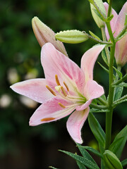 水滴が付いたスカシユリ