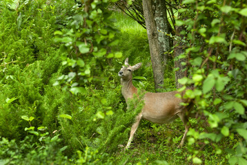 roe deer