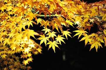 ライトアップされた黄色の紅葉です。