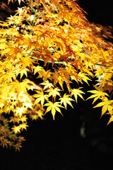 ライトアップされた黄色の紅葉です。