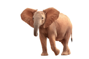 Obraz premium [Transparent Background PNG]Cute Baby Elephant Portrait on White Background