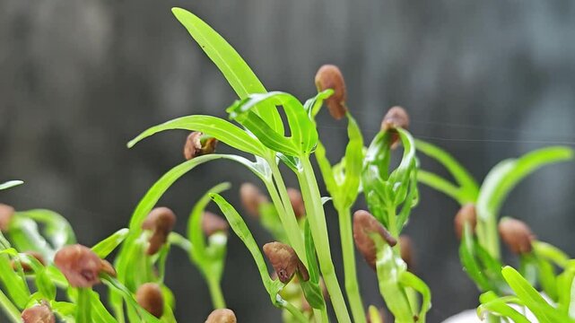 Morning glory sprouts