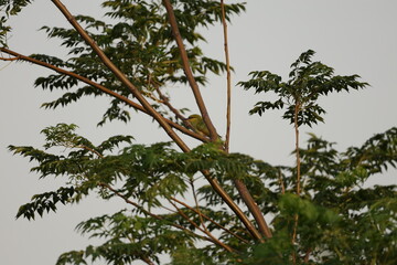 Fototapeta premium Tiny birds in jungle