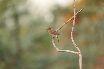 Tiny birds in jungle