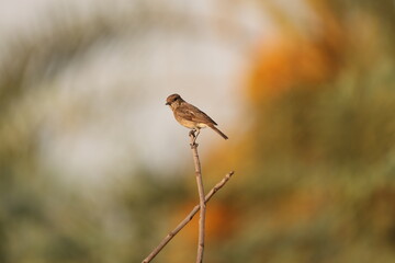 Tiny birds in jungle