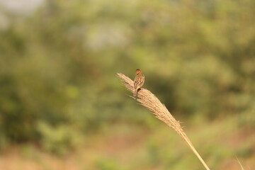 Tiny birds in jungle
