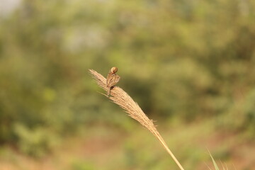 Tiny birds in jungle