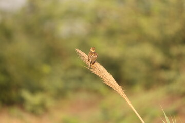 Tiny birds in jungle