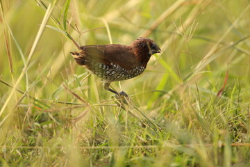 Scaly breasted Munia