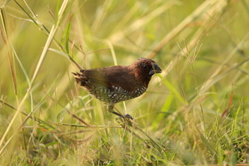 Scaly breasted Munia