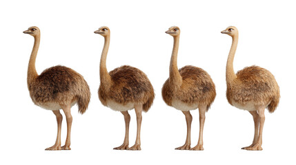 Group of Four Emus Standing in a Row with Different Poses and Expressions