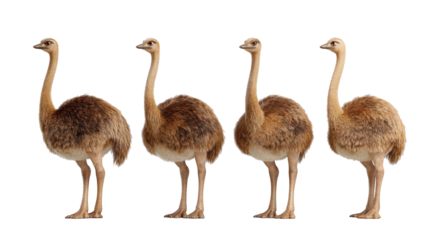 Group of Four Emus Standing in a Row with Different Poses and Expressions