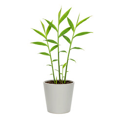 Fototapeta premium Ginger plant in white pot isolated on transparent background