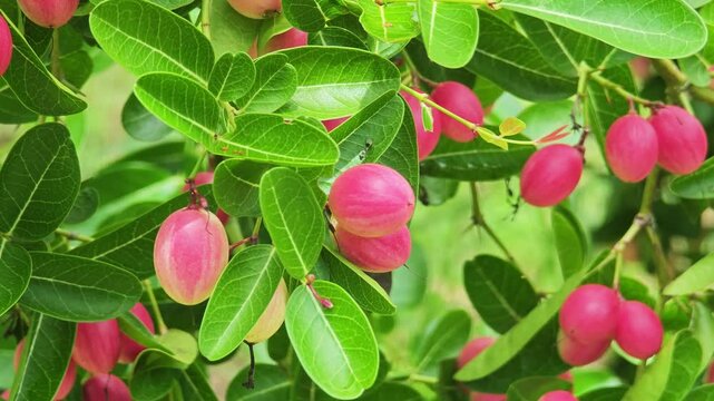 Carandas-plum