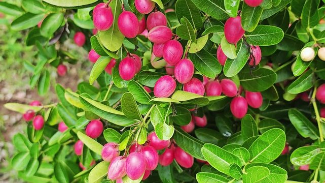 Carandas-plum
