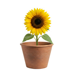 Obraz premium Single sunflower in terracotta pot isolated on transparent background