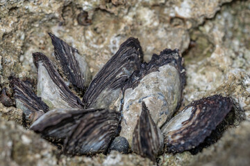 Isognomon californicus, the black purse shell or nahawele in Hawaiian, is a species of bivalve in the family Isognomonidae. Ko Olina Beach Park Honolulu Oahu Hawaii