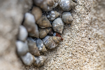 Echinolittorina hawaiiensis or Hawaiian Periwinkle is a marine gastropod mollusk in the family Littorinidae. Ko Olina Beach Park Honolulu Oahu Hawaii