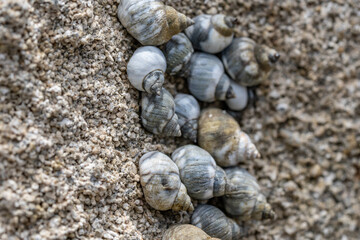 Echinolittorina hawaiiensis or Hawaiian Periwinkle is a marine gastropod mollusk in the family Littorinidae. Ko Olina Beach Park Honolulu Oahu Hawaii