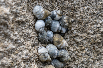 Echinolittorina hawaiiensis or Hawaiian Periwinkle is a marine gastropod mollusk in the family Littorinidae. Ko Olina Beach Park Honolulu Oahu Hawaii
