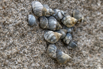 Echinolittorina hawaiiensis or Hawaiian Periwinkle is a marine gastropod mollusk in the family Littorinidae. Ko Olina Beach Park Honolulu Oahu Hawaii