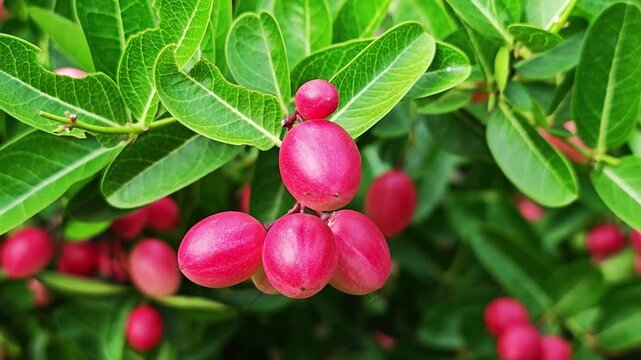 Carandas-plum