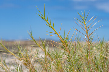 Sporobolus virginicus, seashore dropseed, marine couch, sand couch, salt couch grass, saltwater couch, coastal rat-tail grass, and nioaka, Ko Olina Beach Park Honolulu Oahu Hawaii