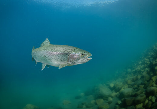 Trucha pez bajo el agua, pesca deportiva