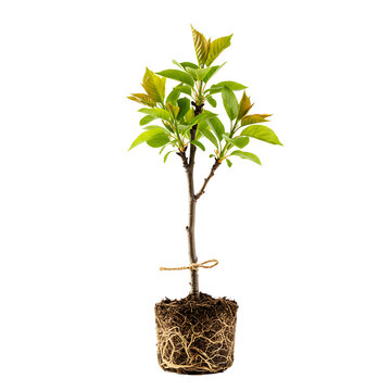 Young apple tree sapling with roots isolated on transparent background