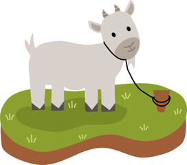 A cow for animal qurban