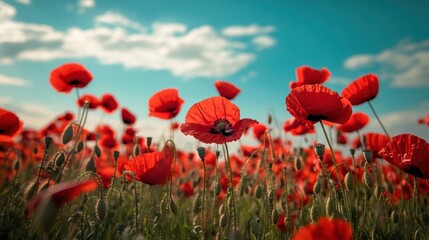 Obraz premium Vibrant Red Poppies Under a Sunny Sky