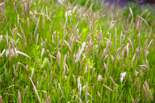 Tall wild grass with fluffy seed heads swaying in a green field. - Powered by Adobe