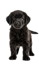 A cute puppy with fluffy fur stands looking directly at the camera lens on transparent background