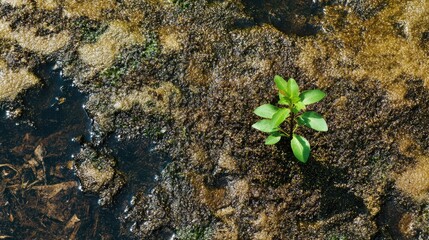 Small sprout emerging from muddy terrain.